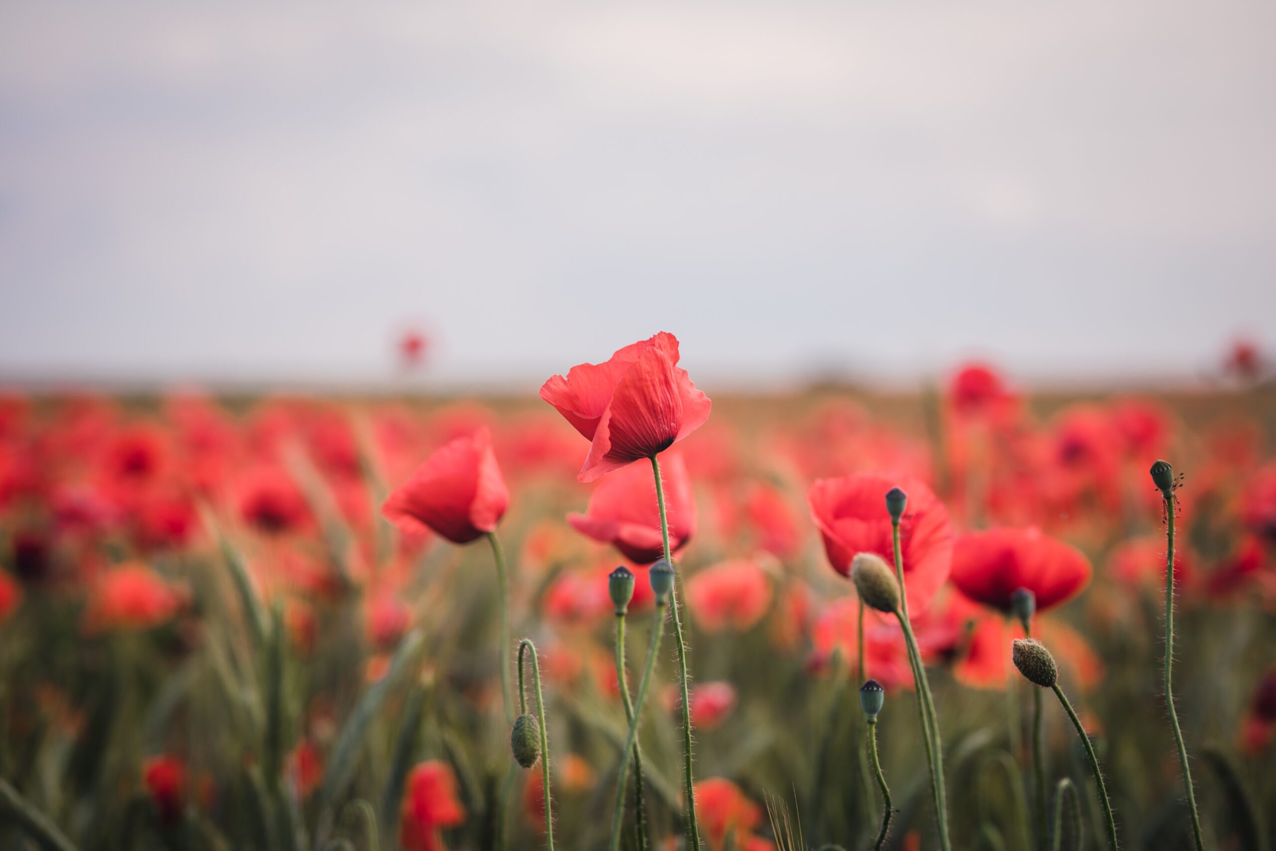 Remembrance Day 2024